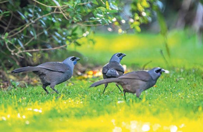 taze-zelandiya-bird-new-zealand