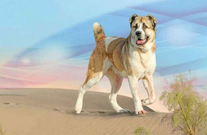 turkmen-alabay-alabai-shepard-dog