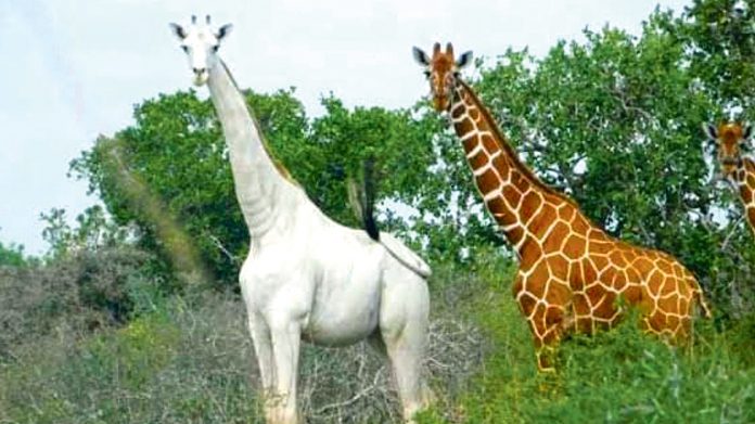 white-giraffe-kenya-jiraf-giraffe