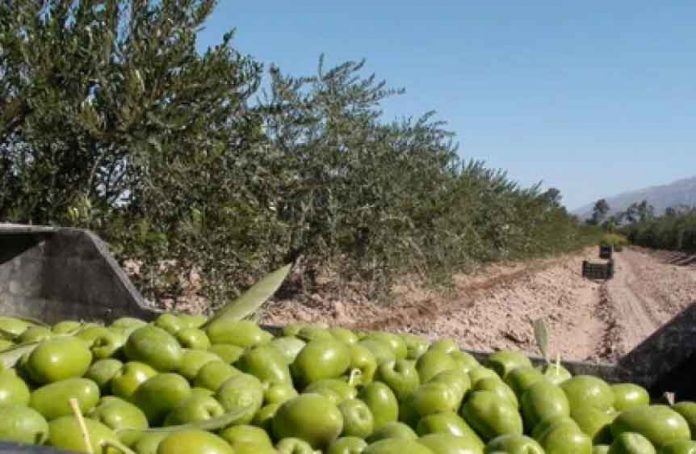zeytun-olive-maslin