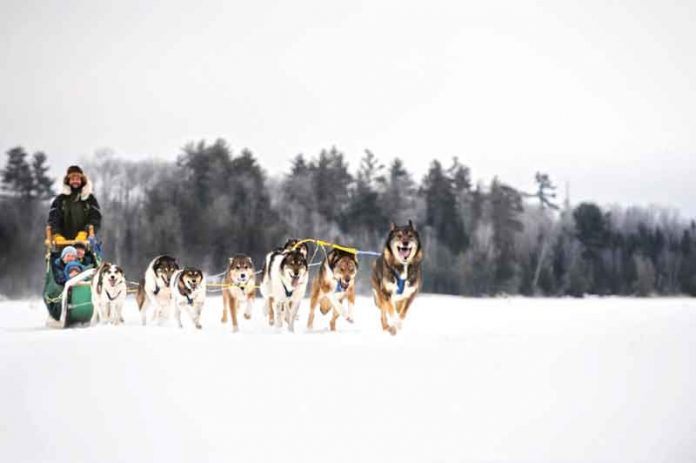 Layne-Kennedy-winter-north-dogs-it-kopek