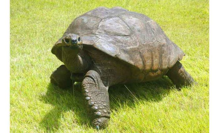 TURTLE-PYSHBAGA-pyshdyl-index