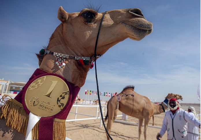 mzayen world cup qatar camel katar