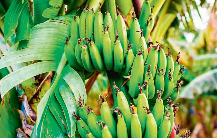 banan-muz-banana