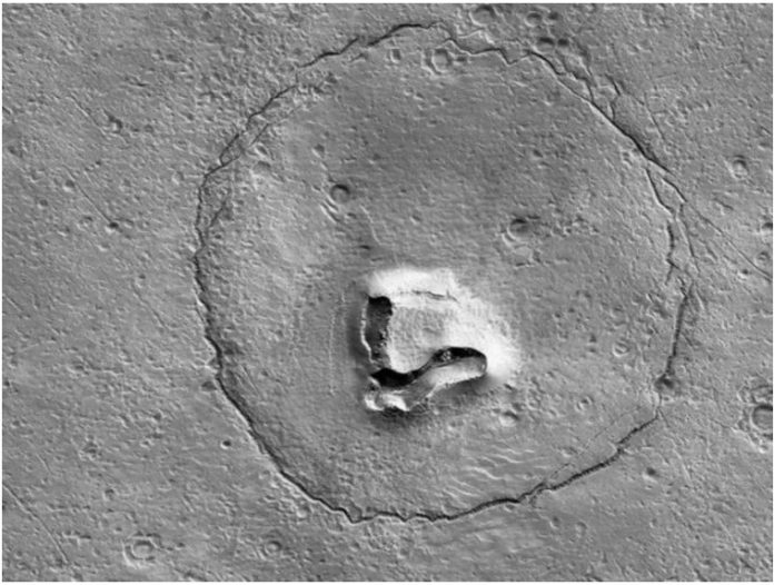 bear on mars martian