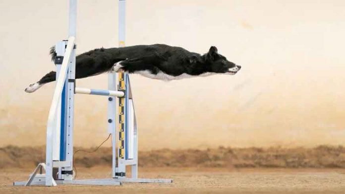 best-dog-photos-of-the-year