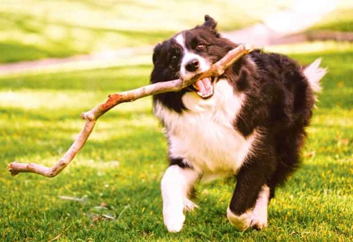 border_collie1-smart-dog