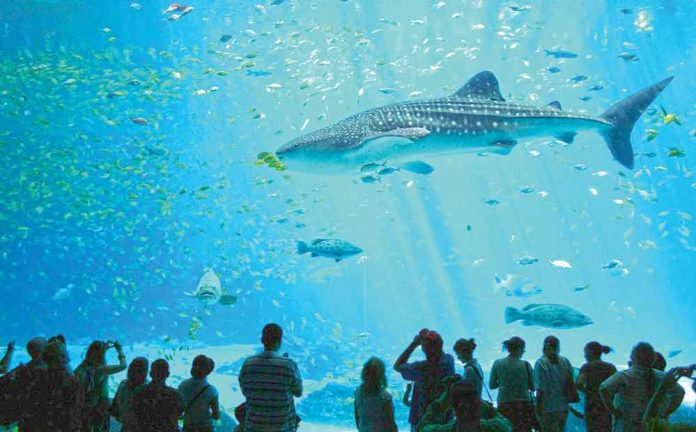 Male_whale_shark_at_Georgia_Aquarium