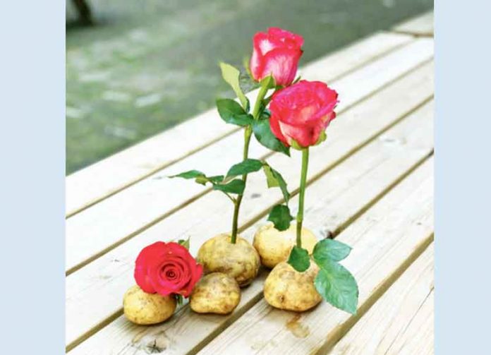 Rose-islenen