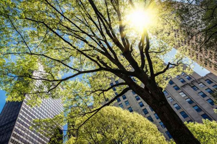 bag-agac-shaher-city-nature