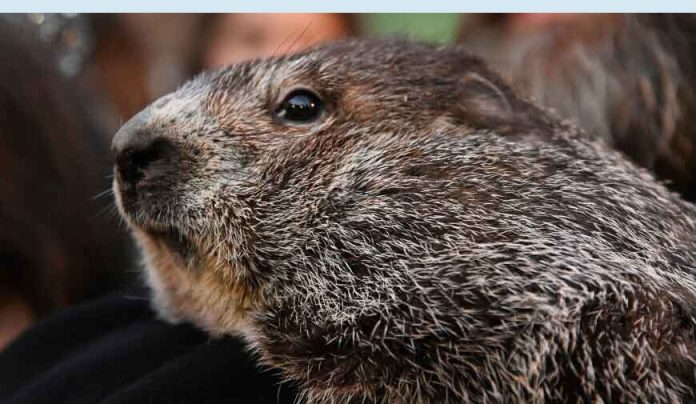 fil-surak animal