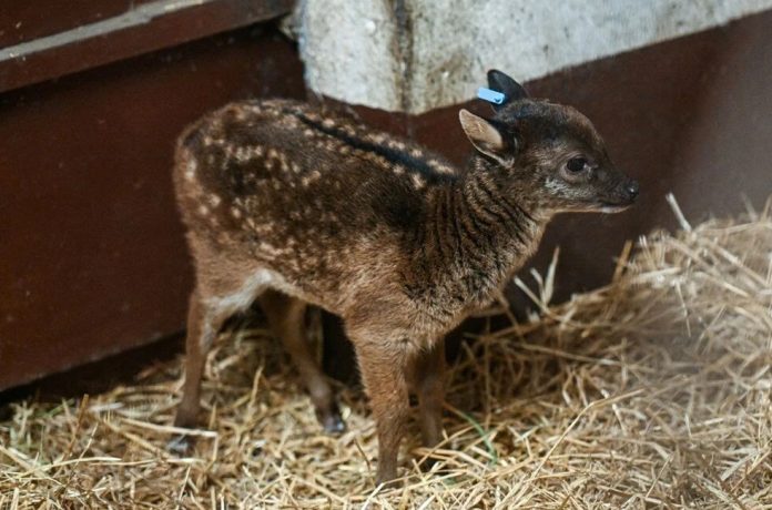 sambar geyigi menekli keyik benekli geyik