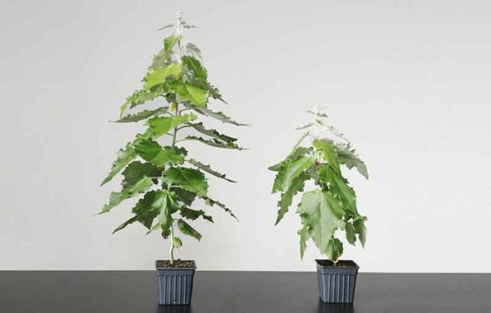 tree-gdo-gmo-agac-nahal