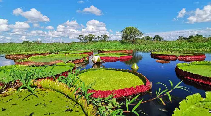 water-lili-lily-flower