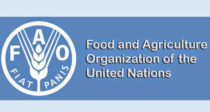 FAO-azyk-gaznasy-bmg-un-food
