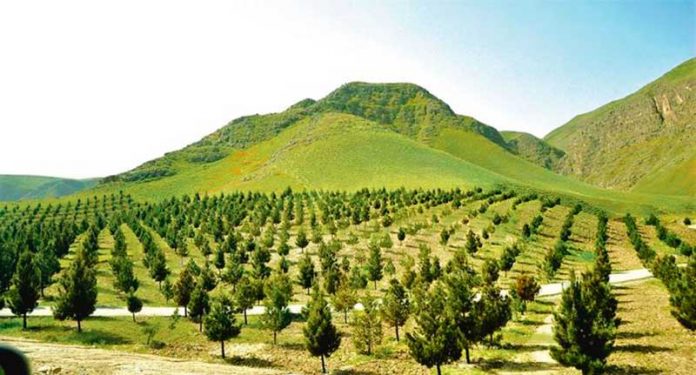 agac-bag-tokay-nahal-tree
