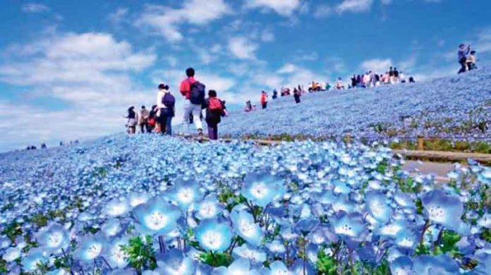 dunyaca-unlu-japon-parkinda-milyonlarca-mavi