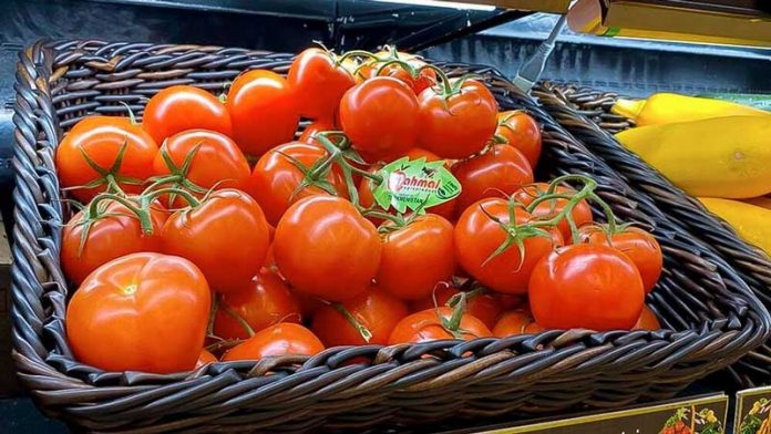 mahmal-pomidor-tomato-turkmen-enterpeurers