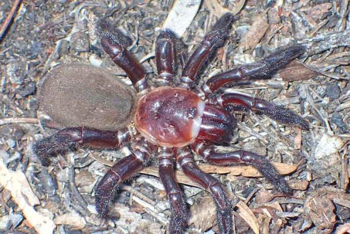 spider-moy