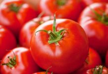 Туркменские томаты завоевывают рынки Чечни