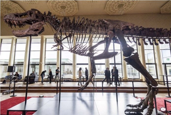 trinity dino