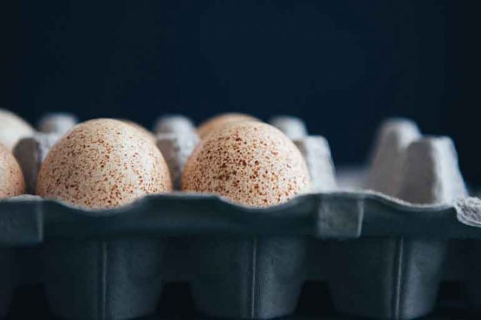 turkey-eggs-yumurtga-hindi-towugy
