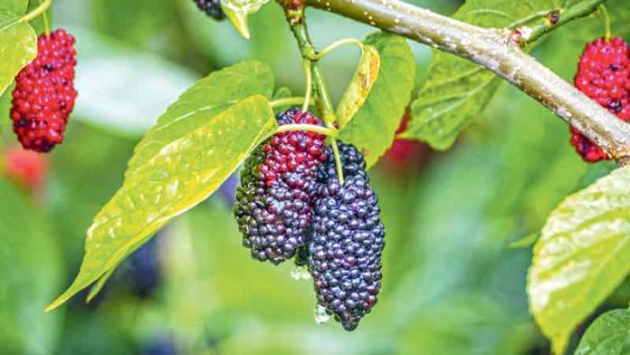 tut-tudana-satut-shatutGrowing-Mulberry-Trees-FB