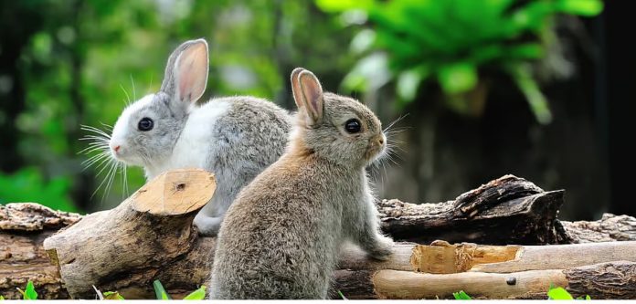 world wildlife day nature tebigat rabbit