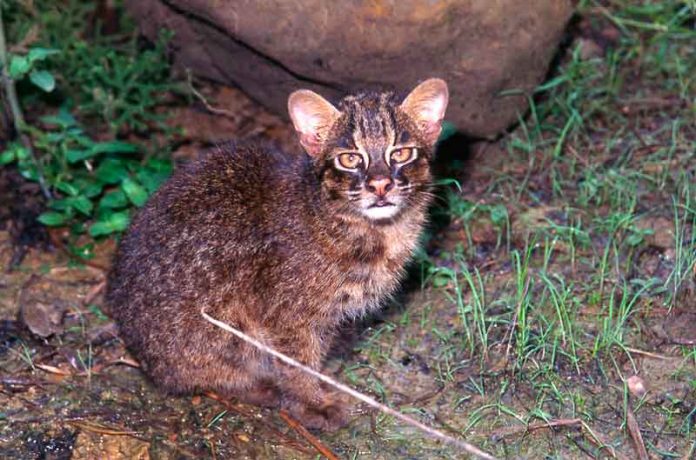 Iriomote-cat-kedi-yabany-pisik-japan-okinawa-island