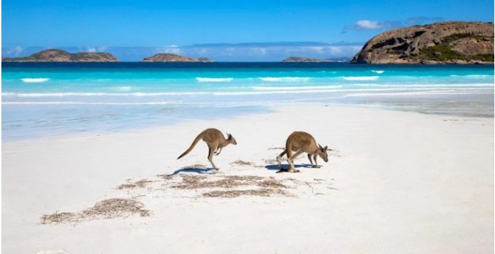 australia cangaroo kenguru
