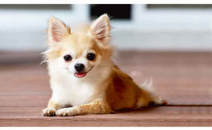 chihuahua-it-kopet-dog