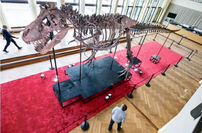 dinozor-t-rex-293