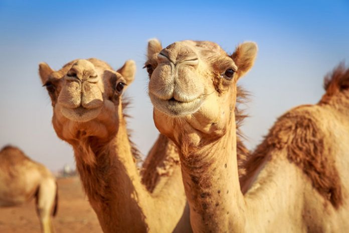 duye-camel-верблюжата
