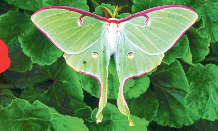 luna-butterfly kebelek kelebek