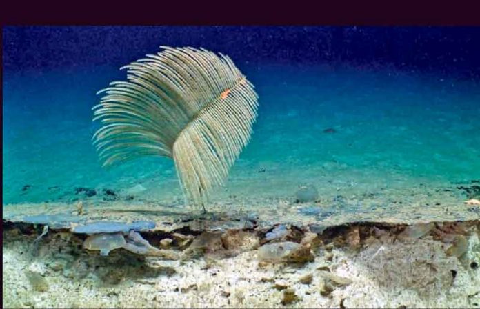 merjen-mercan-kayalik-reef-resif