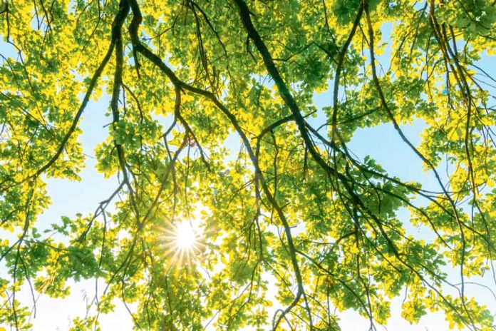 nature-tebigat-doga-agac-tree