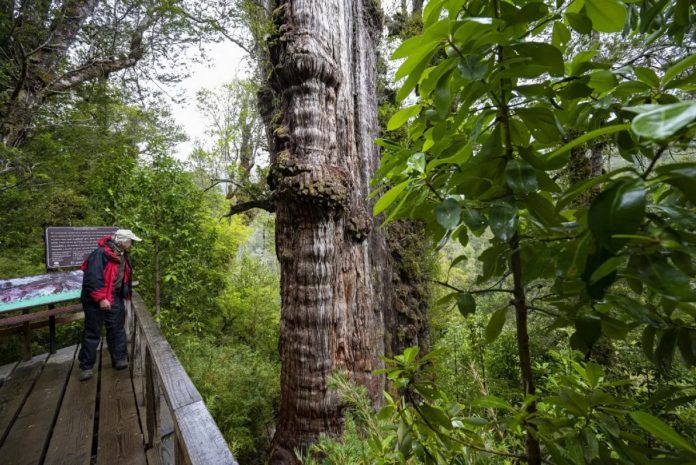 oldest tree garry agac chile