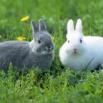 rabbit-towshan-towsan
