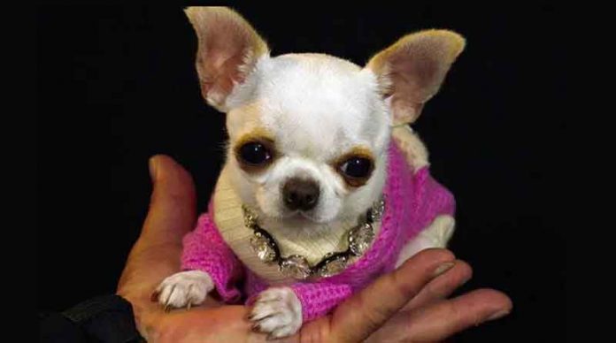 smallest-dog-chihuhua