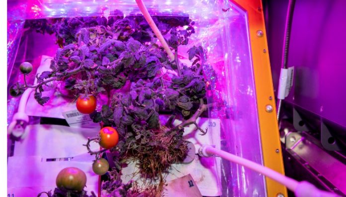 tomatos on iss laboratory