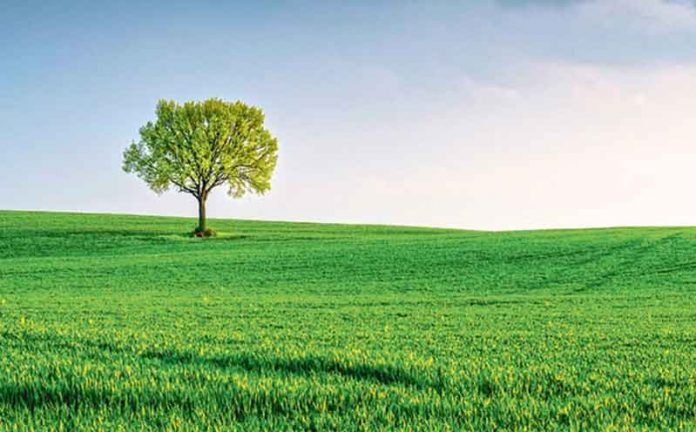 tree-daragat-agac