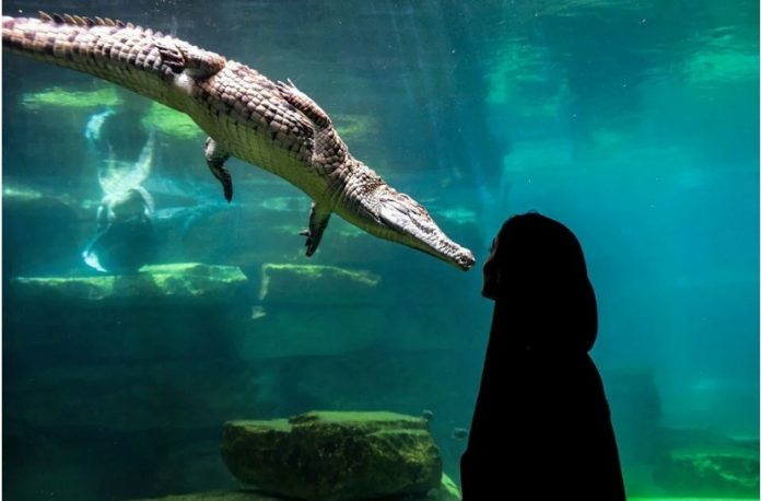 crocodile park dubai timsah