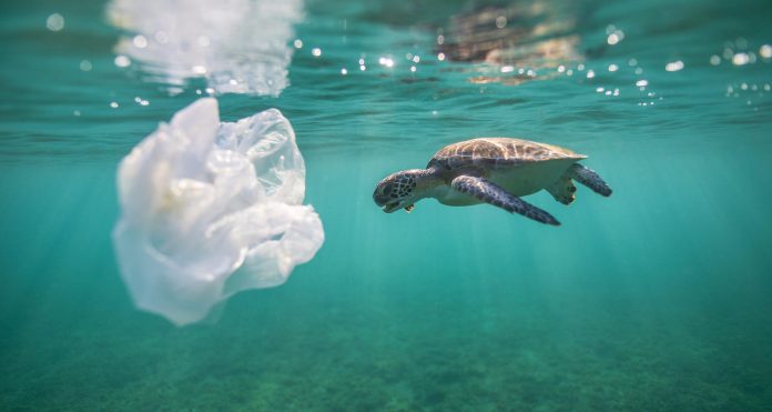turtle-sea plastic