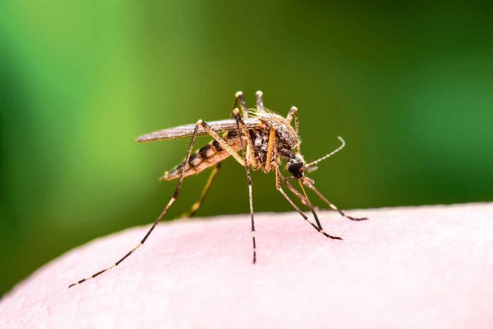 Mosquito-chybyn-sinek-sivrisinek