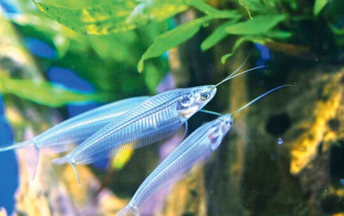 ayna-balyk-fish-glass
