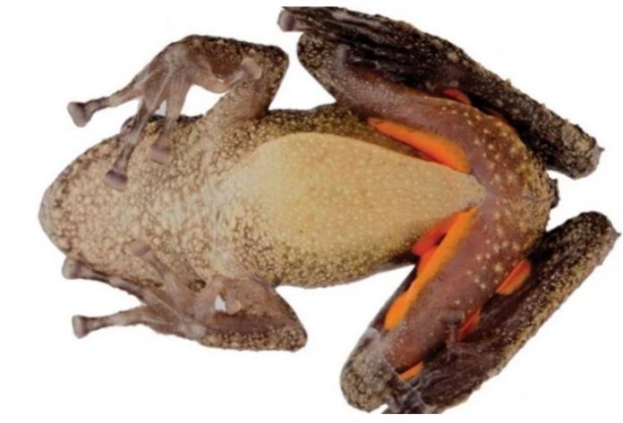 gurbaga frog