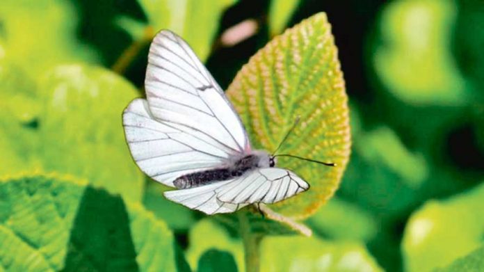 old-butterfly-kebelek