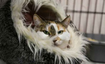 32-летнюю кошку из Британии могут признать старейшей в мире