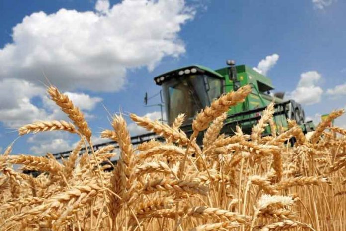 зерно-bugday-wheat