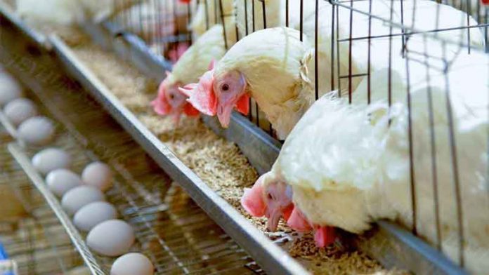 куры-tovuk-tavuk-chicken-farm
